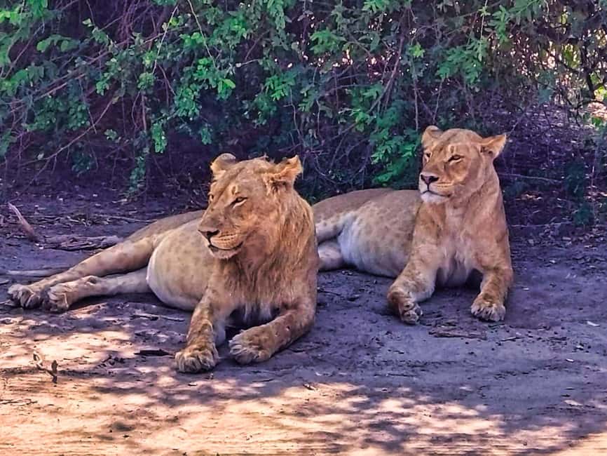 image n.1 of From Zimbabwe: Chobe Safari and Quadripoint Day trip activity in Victoria Falls Town, uploaded by supplier