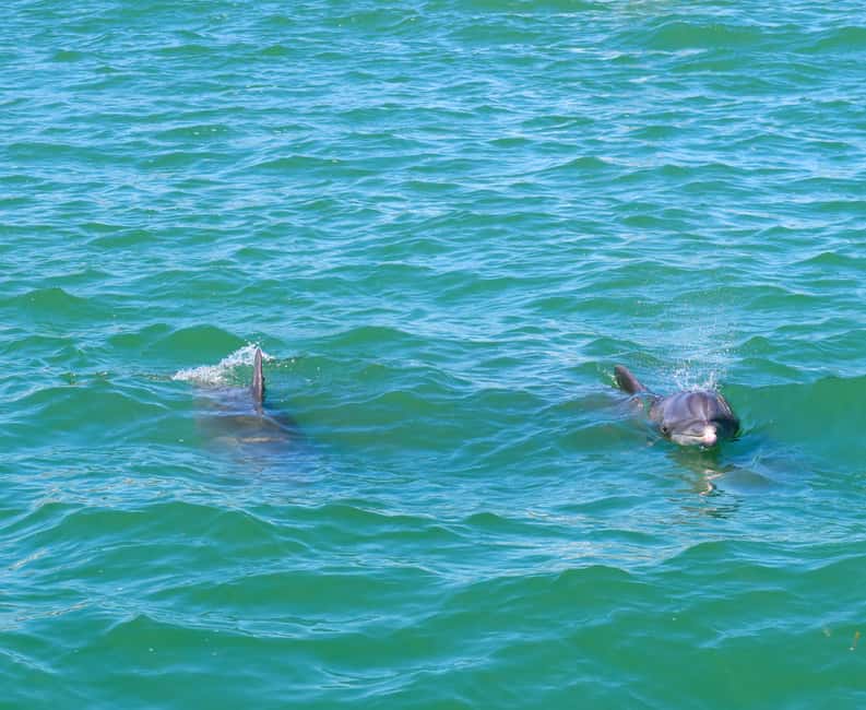 image n.2 of Clearwater: Dolphin Cruise with an Island Adventure activity in Clearwater, uploaded by supplier