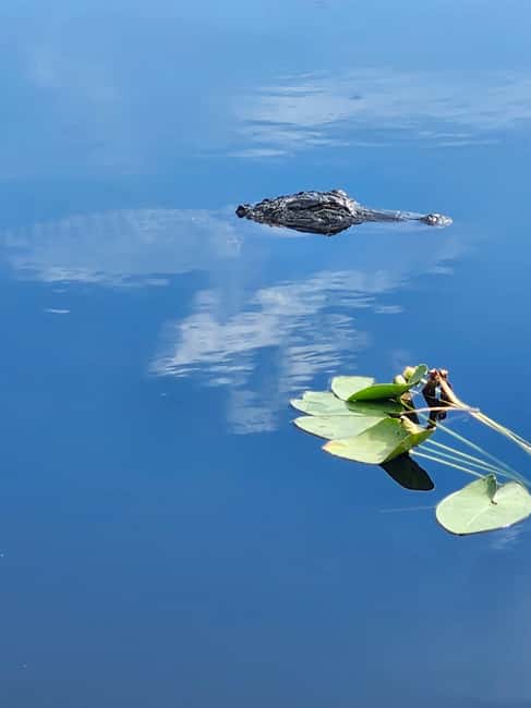 bild nr.3 av Miami: Everglades Airboat Eco Tour med lyxig transport aktivitet i Florida, uppladdad av arrangören
