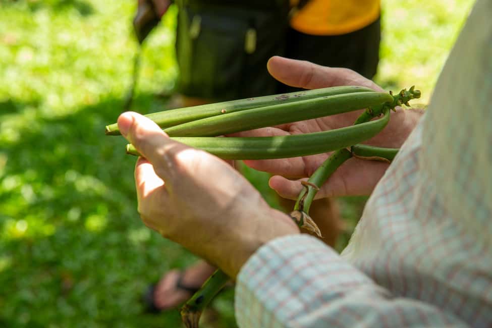 image n.1 of Manuel Antonio Villa Vanilla spice tour activity in Puntarenas Province, uploaded by supplier
