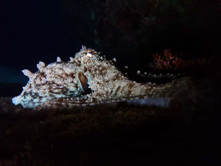 image n.8 of Night Snorkeling: An unforgettable experience! activity in Madeira, uploaded by supplier