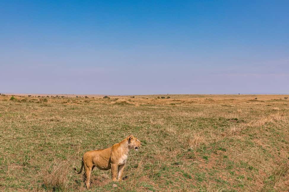 Image N°30 de Au départ de Nairobi : Safari en groupe de 3 jours et 2 nuits dans le Maasai Mara activité à Province centrale du Kenya, publiée par le prestataire