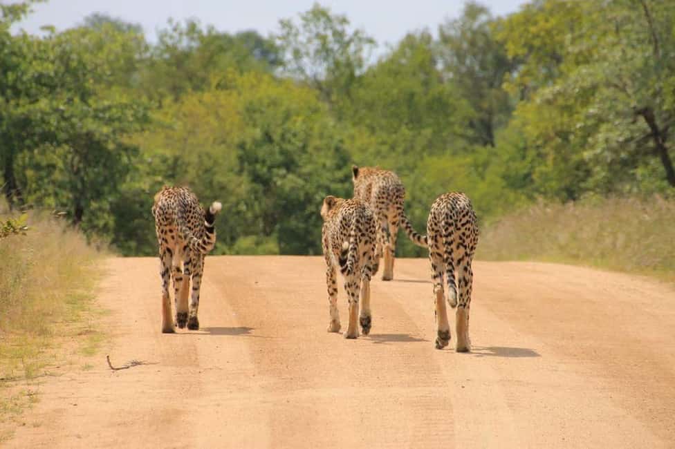 image n.16 of 2-Days Wildlife Safari to Tsavo East & Tsavo West Park activity in Coast Province, uploaded by supplier