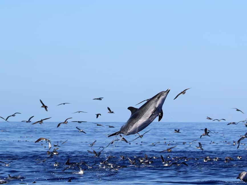 image n.16 of Rabo de Peixe: Sperm Whale Sanctuary Expedition activity in Ribeira Grande, uploaded by supplier
