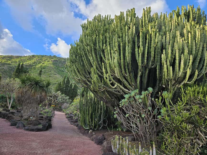 image n.14 of Private Bandama Caldera, Botanic Garden(/Wine*), Old Town activity in Las Palmas, uploaded by supplier