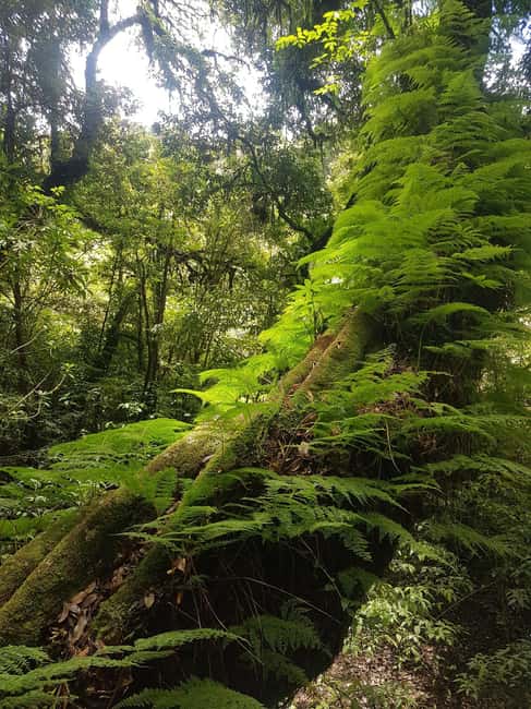 image n.32 of Chiang Mai: Doi Inthanon Park and Pha Dok Siew Trail Trek activity in Chiang Mai, uploaded by supplier