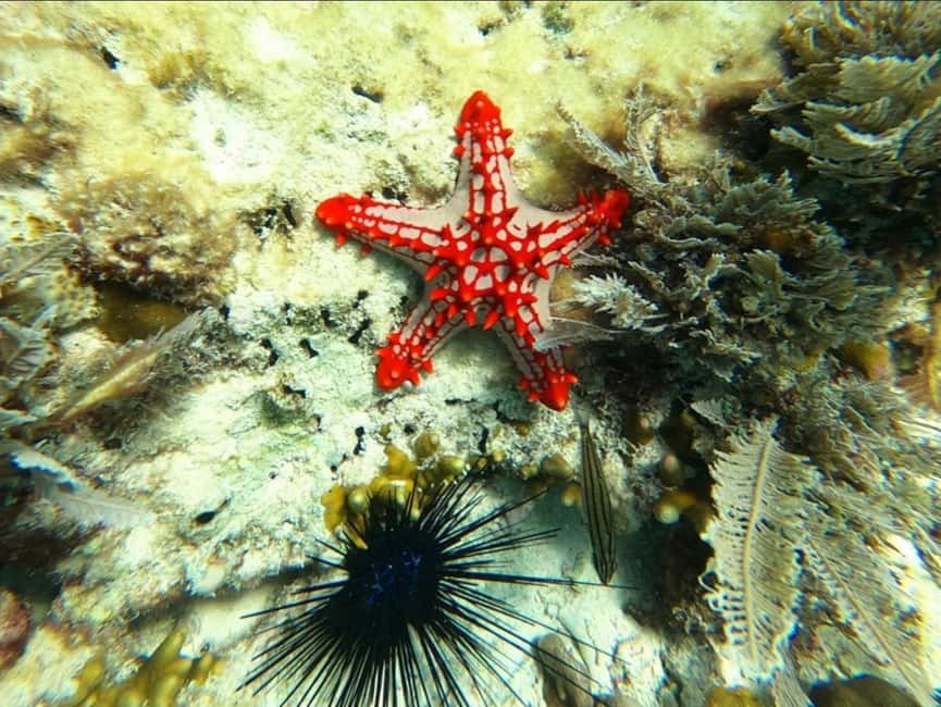 image n.12 of Zanzibar: Blue lagoon, Starfish, Paje Beach and Maalum Cave activity in Pingwe, uploaded by supplier