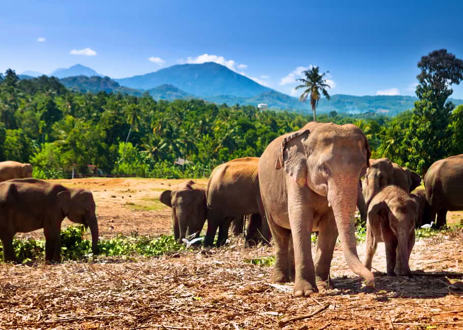 bild nr.28 av Sri Lanka: 7-dagars privat tur utanför den upptrampade stigen aktivitet i Kandy, uppladdad av arrangören