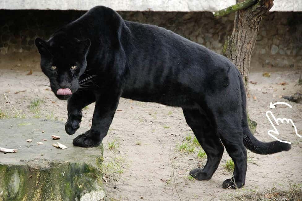Bild Nr. 5 von Krakau: Zoo mit Abholung vom Hotel Aktivität in Krakau, hochgeladen vom Anbieter