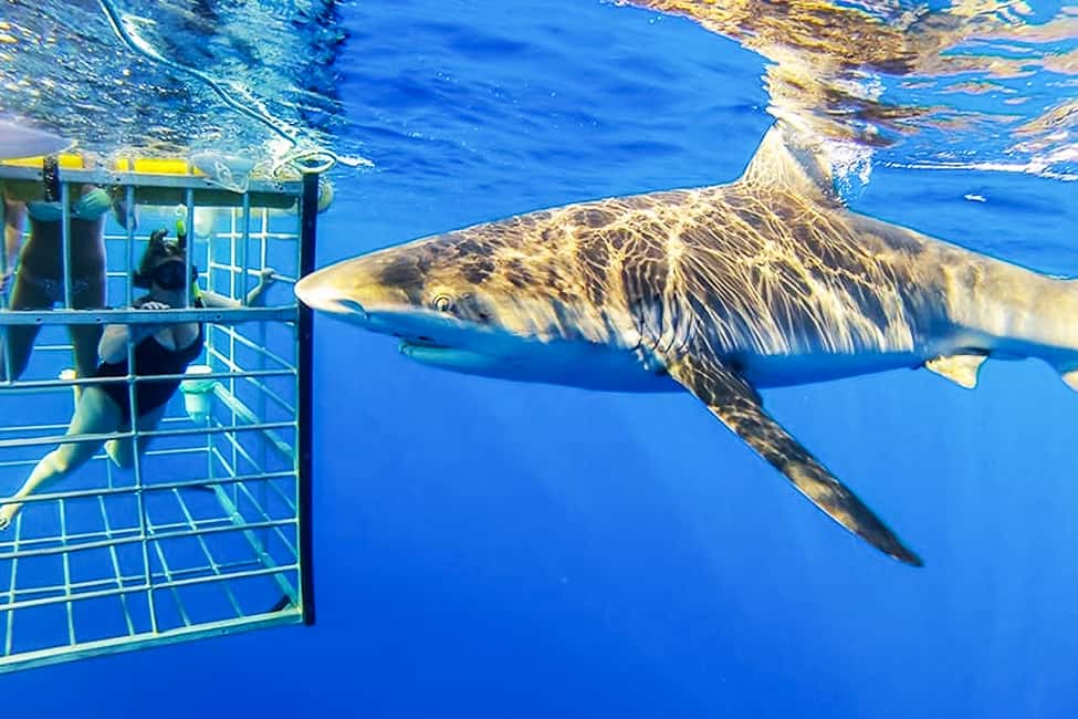 image n.6 of Oahu: Shark Cage Dive on the North Shore activity in Honolulu, uploaded by supplier