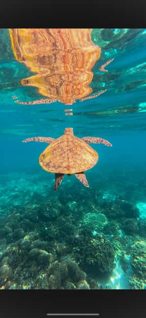 Immagine nº 4 di Muscat: Tour di snorkeling delle isole Daymaniyat attività a Oman, caricata dal fornitore