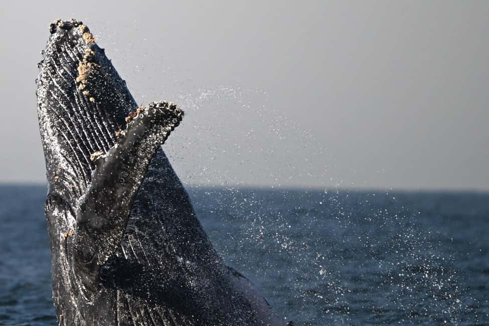 image n.2 of Uvita: Marino Ballena National Park Whale-Watching Tour activity in Jaco, uploaded by supplier