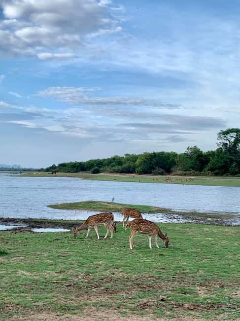image n.22 of From Mirissa/Galle/Hikkaduwa: Udawalawa National Park Safari activity in Eastern Province, Sri Lanka, uploaded by supplier