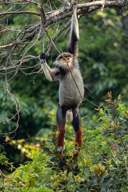 image n.5 of Safari - Finding the most endangered monkey in the World activity in Da Nang, uploaded by supplier
