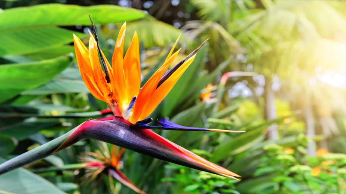 image n.14 of Madeira: Monte Tropical Gardens + Old Town Tuk Tuk by MadTuk activity in Funchal, uploaded by supplier