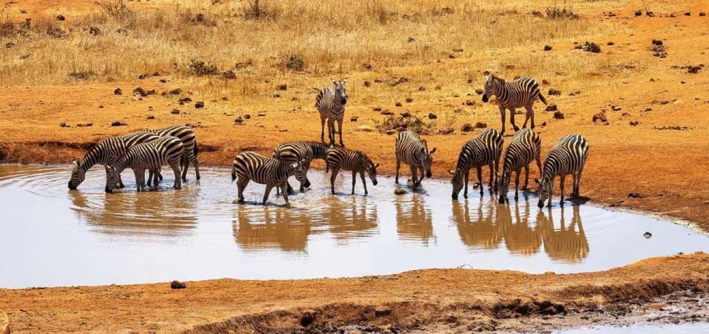 image n.63 of 2-Days Wildlife Safari to Tsavo East & Tsavo West Park activity in Coast Province, uploaded by supplier