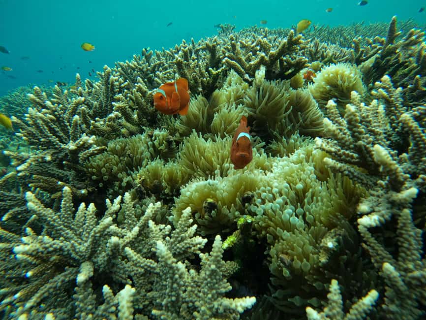 image n.11 of From Bali: 3 Snorkeling Spots Tour to Lembongan and Penida activity in Denpasar, uploaded by supplier