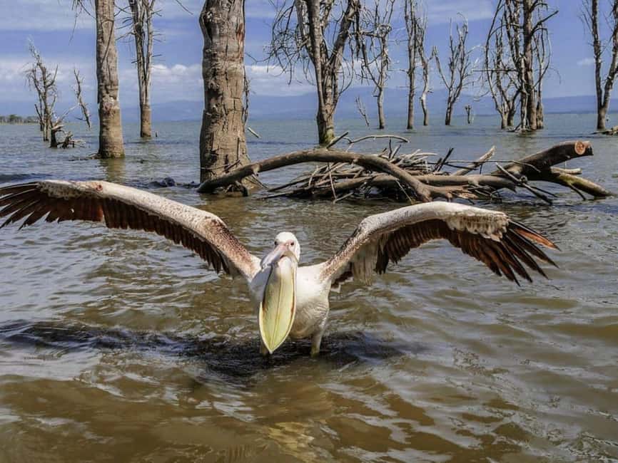 image n.10 of From Nairobi:Full Day Tour to Hell’s Gate National Park activity in Nakuru, uploaded by supplier