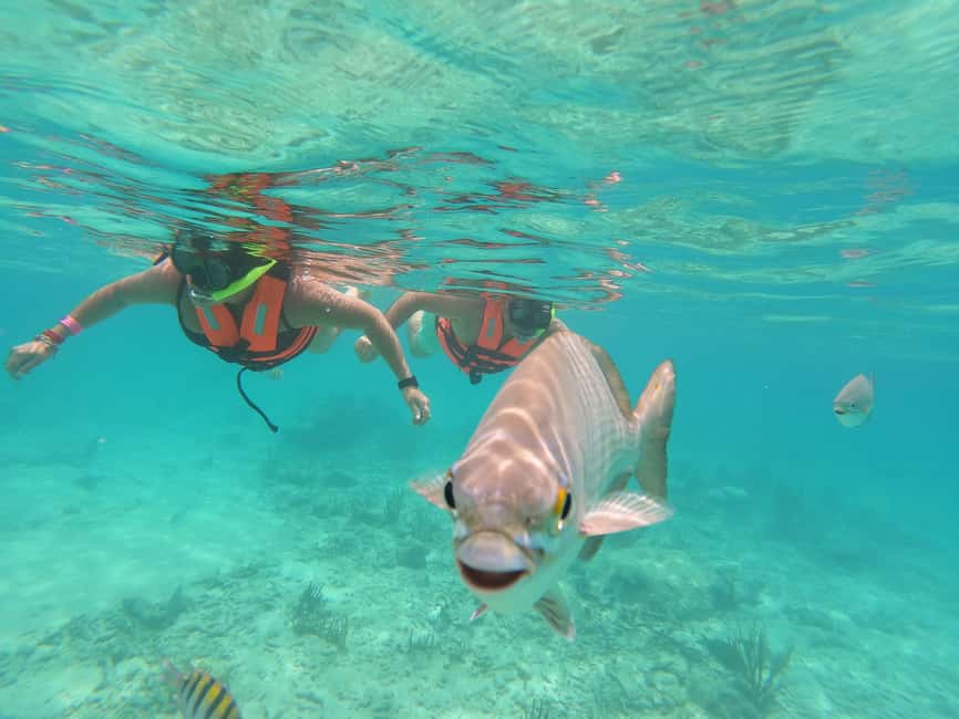 image n.16 of Akumal: Guided Turtle Snorkeling Tour and pictures activity in Akumal, uploaded by supplier