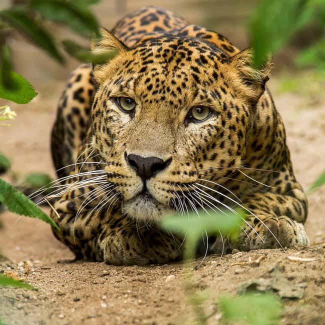 bilde nr.4 av Arnhem: Inngangsbillett til Burgers' Zoo aktivitet i Arnhem, lastet opp av leverandør