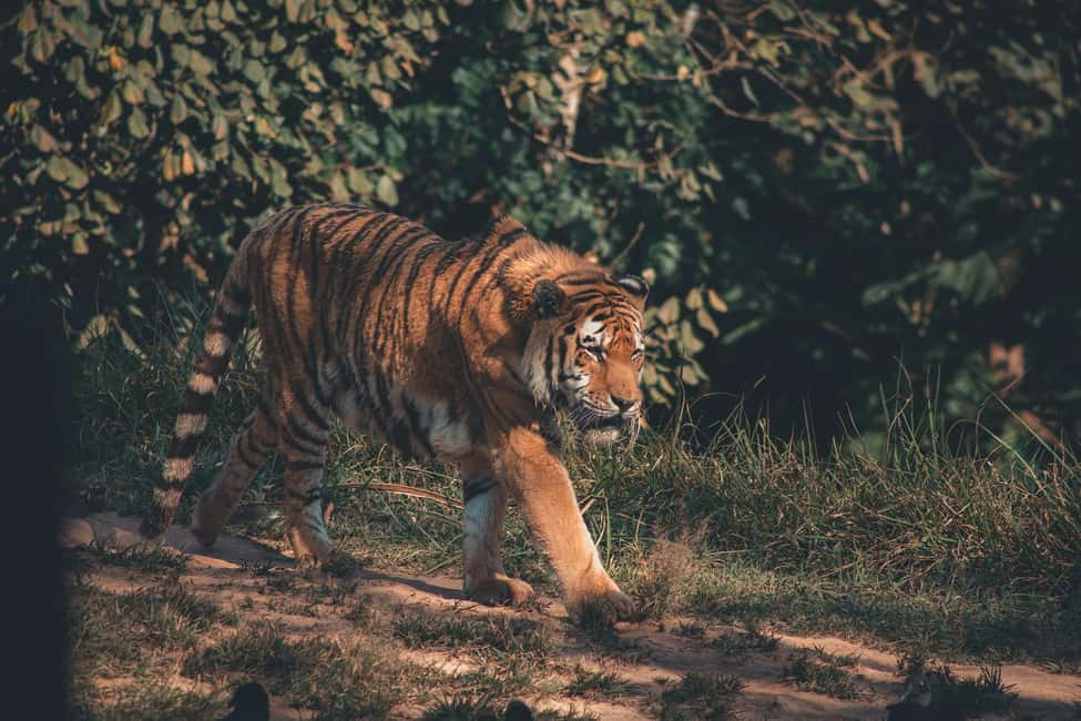 image n.5 of Delhi Agra Jaipur Golden Triangle Multiday trip with Safari activity in New Delhi, uploaded by supplier