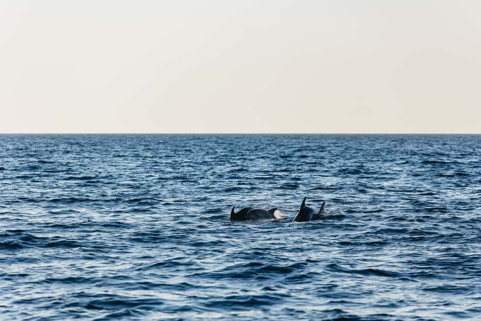 Immagine nº 10 di 3 ore di osservazione dei delfini al tramonto con bevande illimitate + cena attività a Istarska, caricata dal fornitore