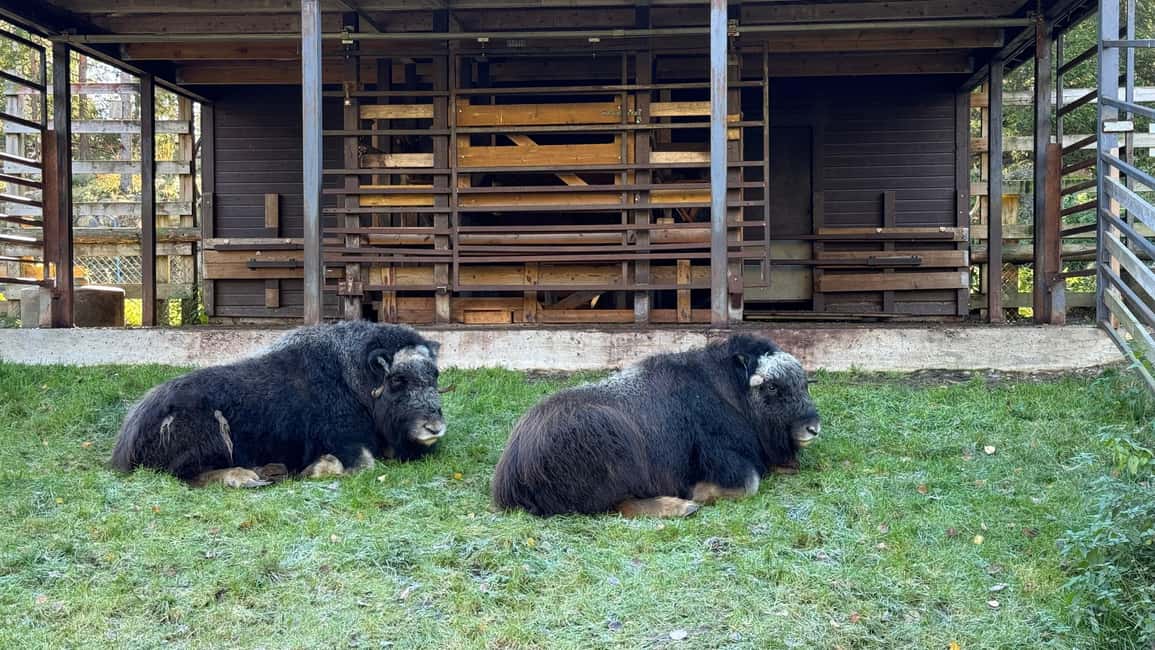 bild nr.10 av Rovaniemi: Ranua's Wildlife Park Biljett med transport aktivitet i Norra Österbotten, uppladdad av arrangören