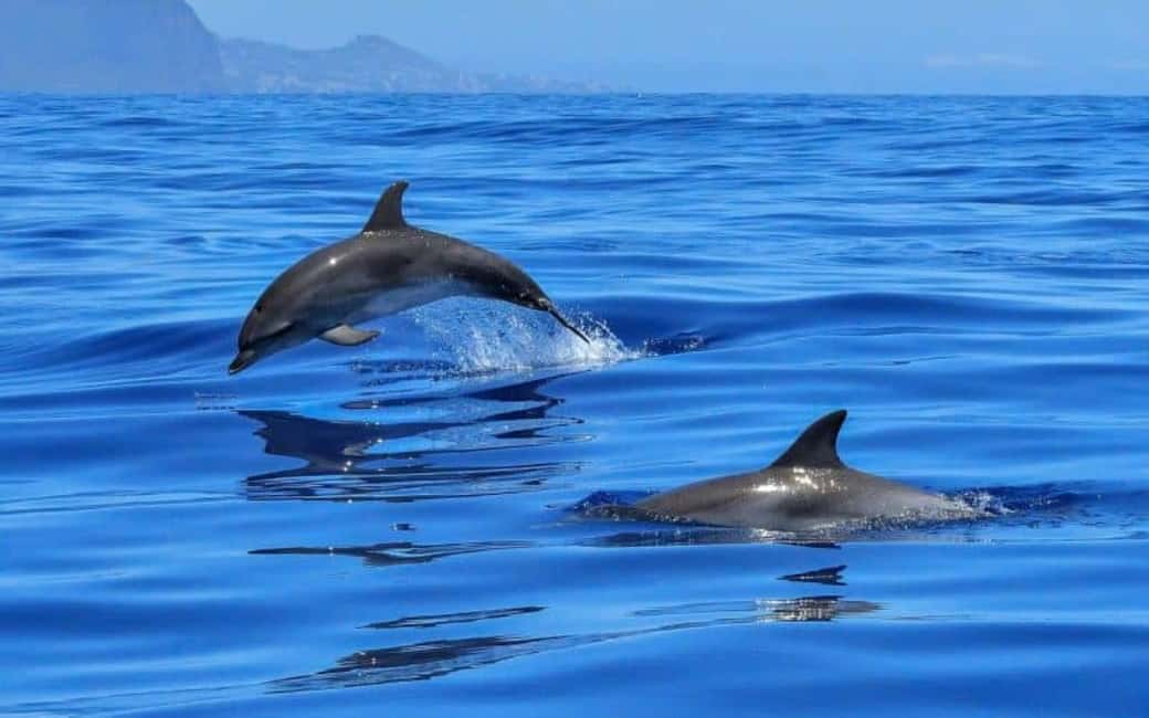 image n.6 of Dolphin Tour, Jozani Forest, Kuza Cave, Paje Beach, The Rock activity in Pingwe, uploaded by supplier