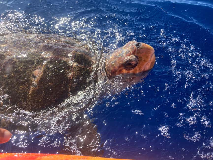 image n.7 of Los Cristianos: Kayak & Snorkel Tour with turtles and photos included activity in Arona, Tenerife, uploaded by supplier