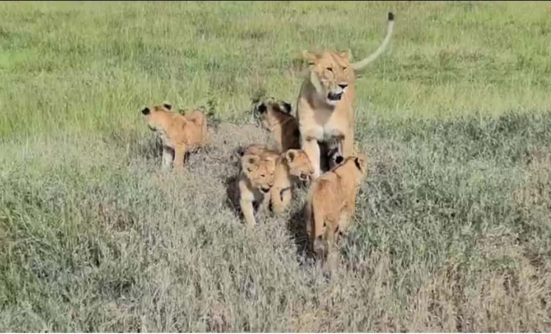 image n.3 of Nairobi National Park, Elephant Orphanage & Giraffe Centre activity in Nairobi, uploaded by supplier