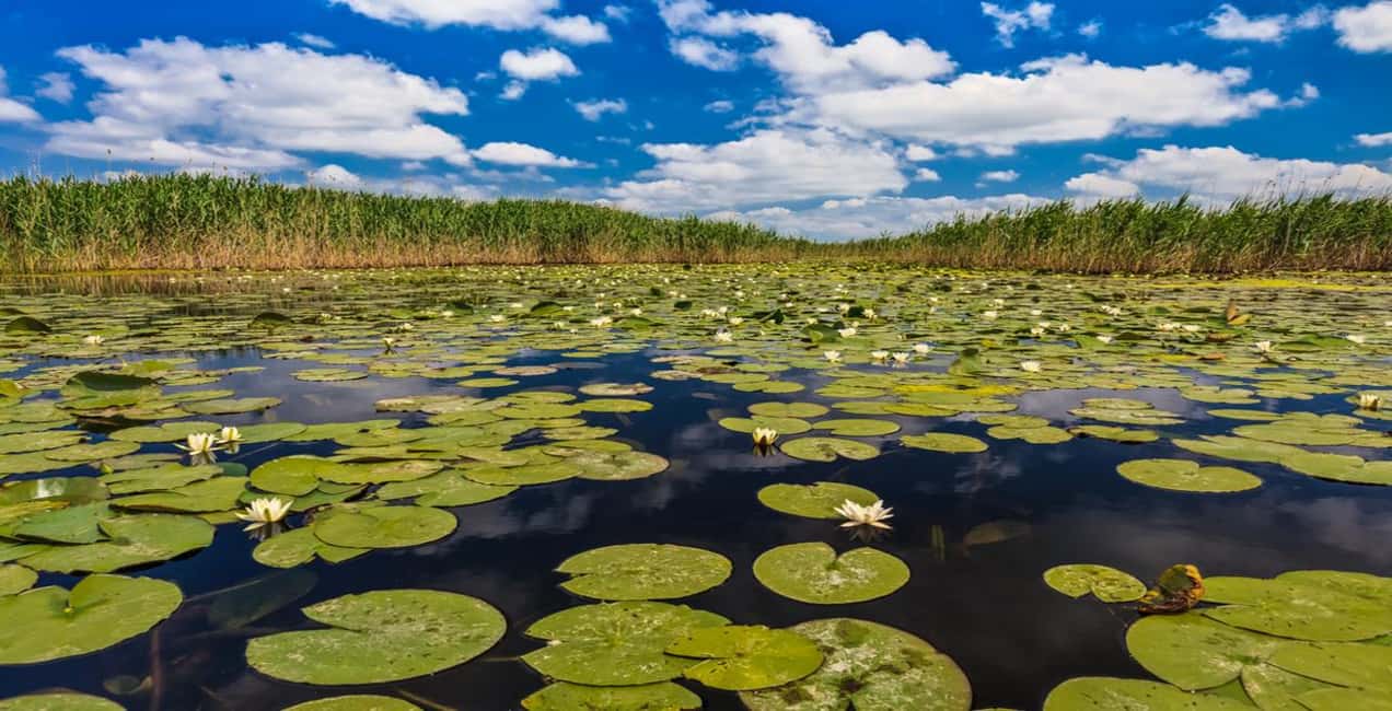 image n.3 of PREMIUM TOUR SMALL GROUP Bucharest: Day Trip to Danube Delta activity in Tulcea County, uploaded by supplier