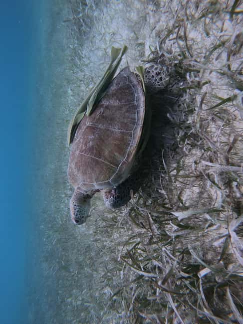 afbeelding n.16 van Akumal: Snorkelen met zeeschildpadden en koralen activiteit in Akumal, geüpload door aanbieder