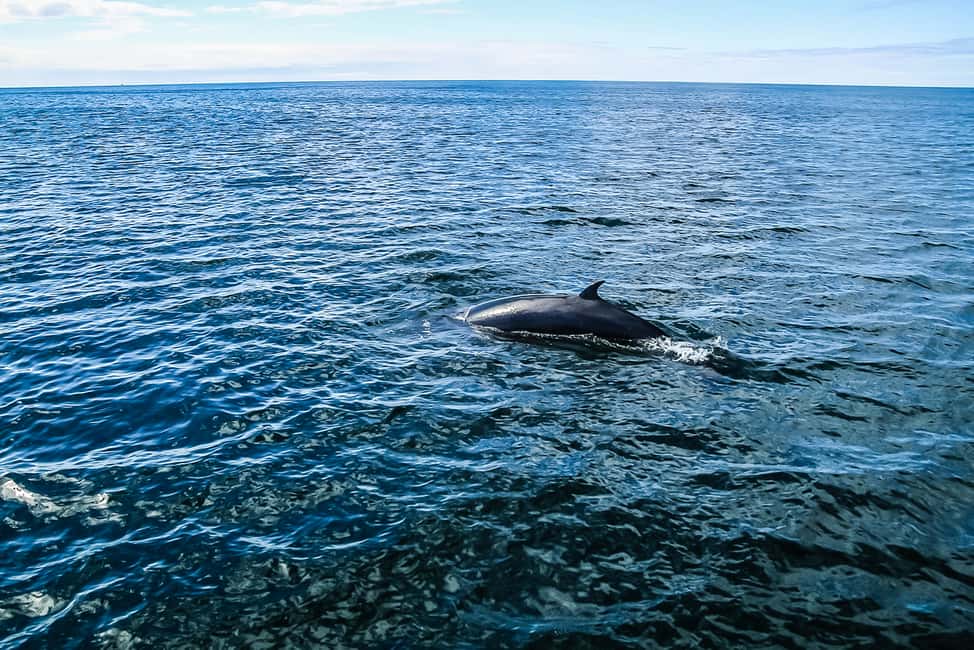 imagen n.º 9 de Reikiavik: Crucero de avistamiento de ballenas y vida marina actividad en Vesturland, subida por el proveedor
