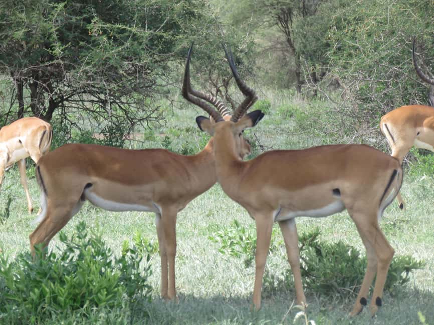 image n.1 of Two Days Shared Safari to Tarangire & Ngorongoro Crater activity in Arusha (Region), uploaded by supplier