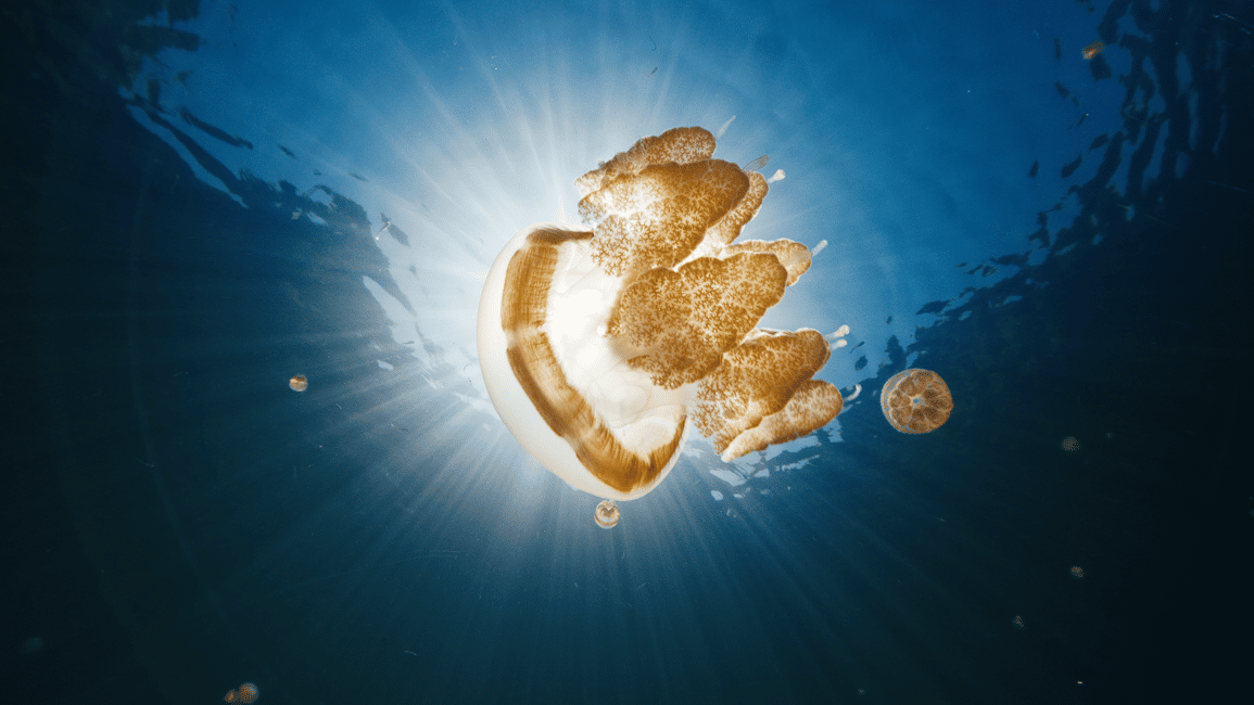 image n.2 of Snorkeling with Stingless Jelly Fish, Indonesia Banggai activity in Central Sulawesi, uploaded by supplier