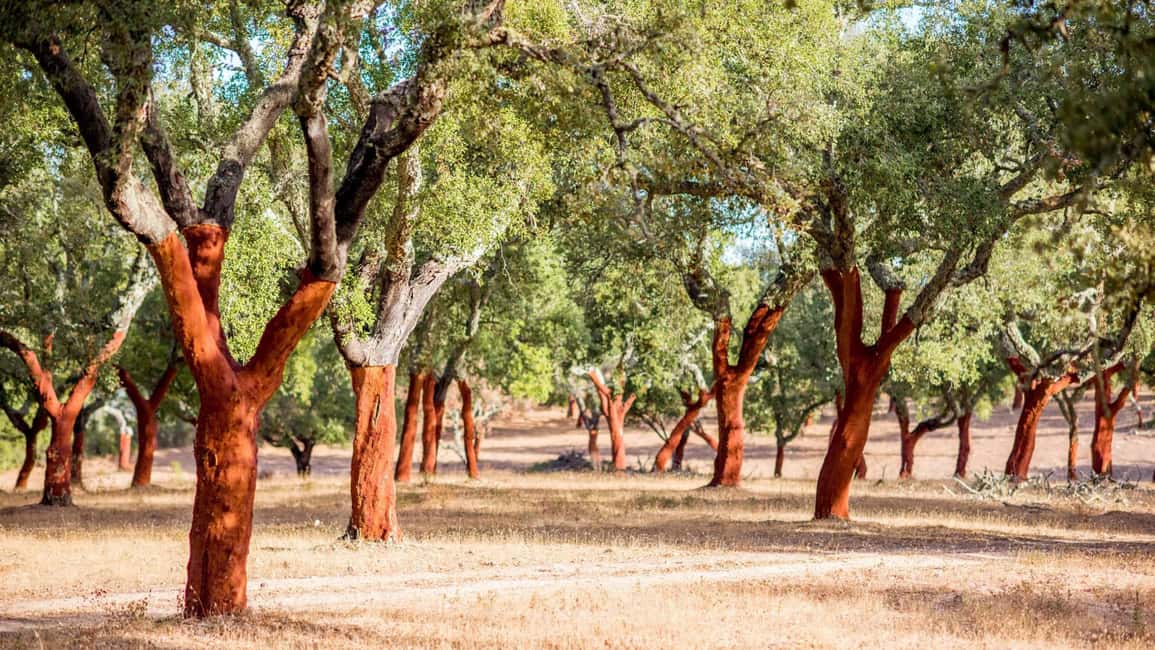 imagem n.9 de De Lisboa: Tour Évora e Monsaraz atividade em Évora, carregada pelo fornecedor