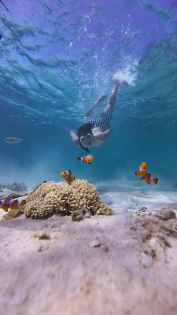 image n.33 of Koh Lipe: Longtail Boat Snorkeling Trip with Lunch activity in Gulf of Thailand, uploaded by supplier