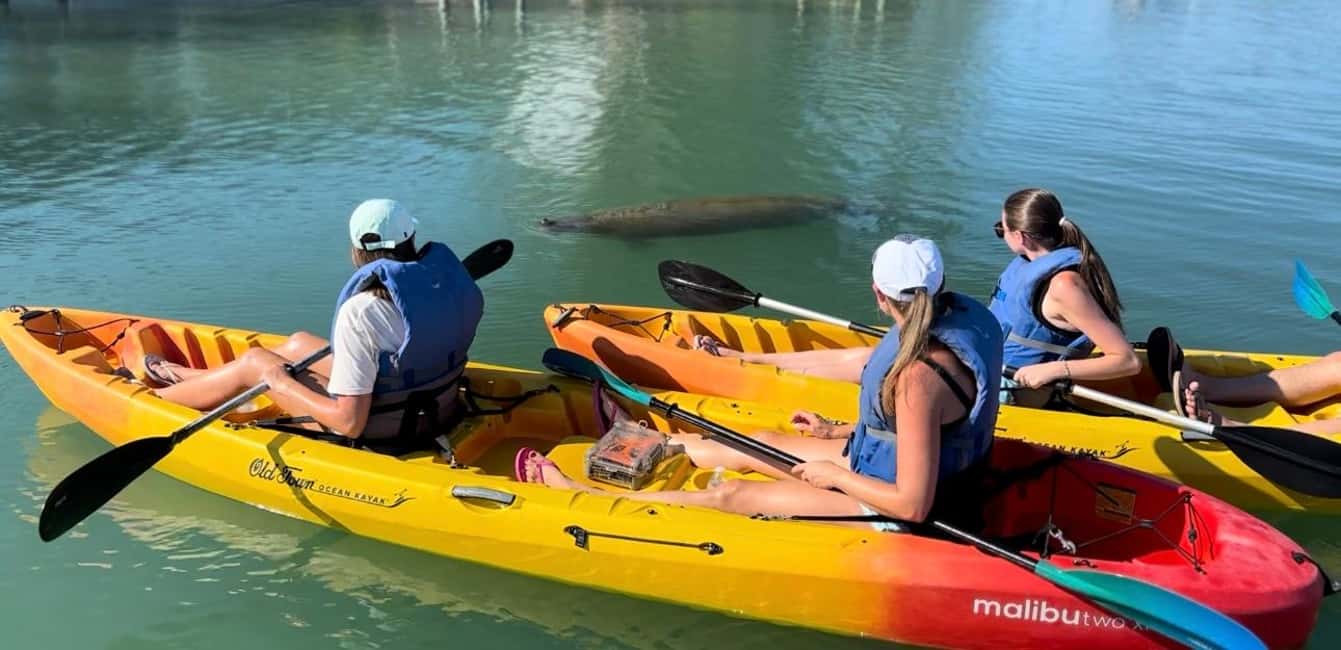 image n.7 of Bradenton: Anna Maria Island Guided Kayaking Manatee Tour activity in Bradenton, Florida, uploaded by supplier