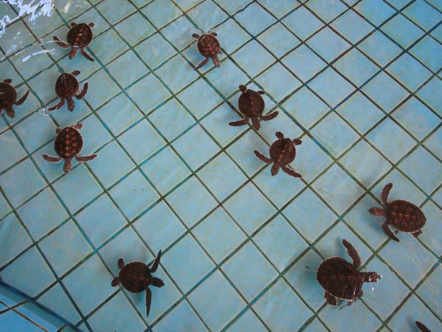 Immagine nº 9 di Khao Lak: Bagno con gli elefanti e visita al centro tartarughe attività a Takua Pa, caricata dal fornitore