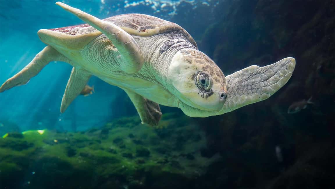 Bild Nr. 13 von Das Florida Aquarium Ticket Aktivität in Tampa, hochgeladen vom Anbieter