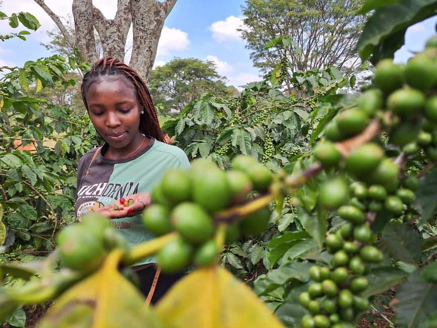 image n.16 of Coffee Farm Tour (Fairview) activity in Kiambu, uploaded by supplier