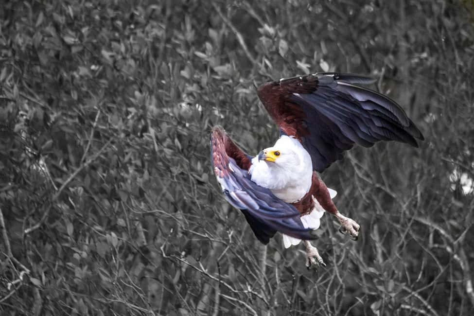 image n.26 of Durban:3 Day Hluhluwe-Imfolozi Park, St Lucia, iSimangaliso activity in Hlabisa, uploaded by supplier