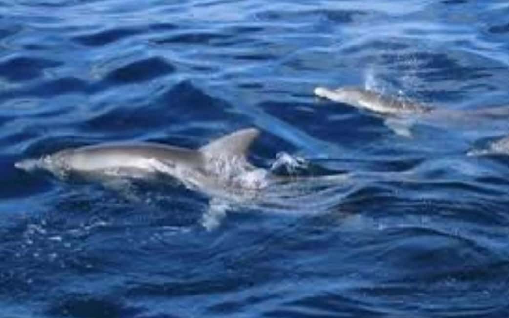 image n.5 of WATAMU,Snorkeling/dolphin spotting,seafood,mida creek cruise activity in Coast Province, uploaded by supplier