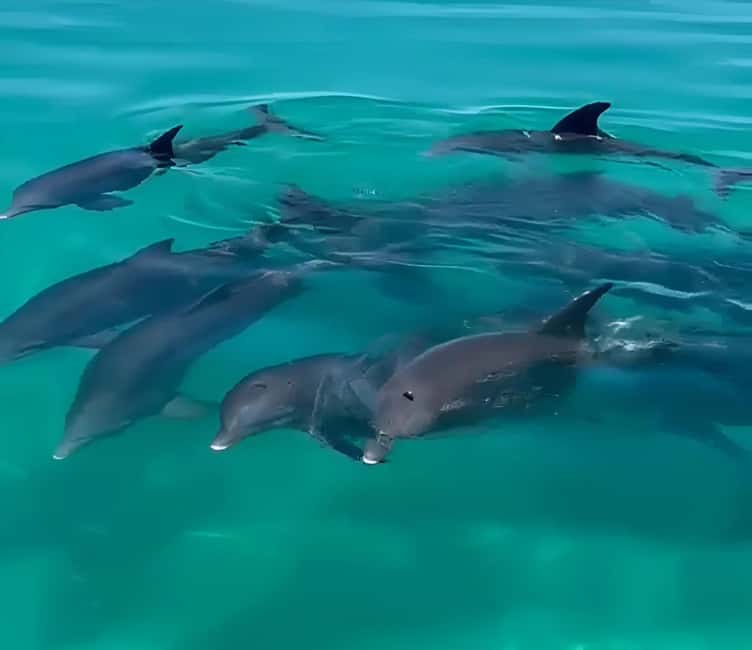 imagen n.º 6 de Delfines y snorkel en Cayo Hueso actividad en Estados Unidos, subida por el proveedor