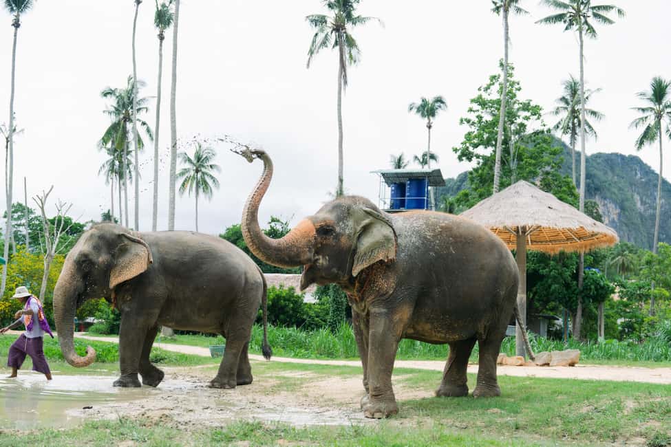 afbeelding n.1 van Krabi: Ao Nang Elephant Sanctuary halfdaagse tour activiteit in Ao Nang, geüpload door aanbieder