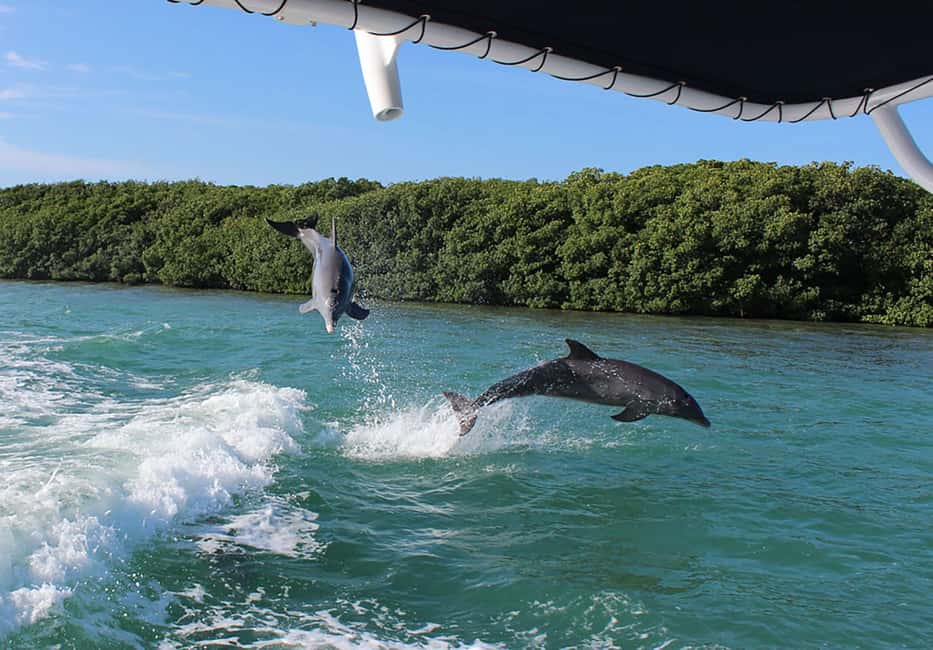 imagen n.º 8 de Eco-Tour Privado de 2 Horas actividad en Islamorada, subida por el proveedor