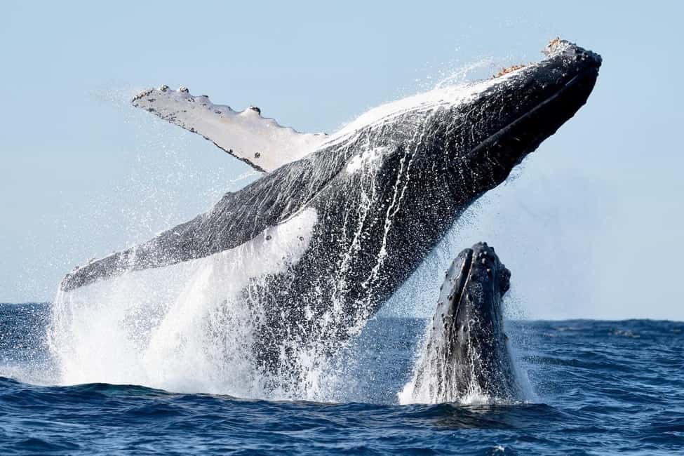 image n.28 of Byron Bay: Whale Watching Cruise with a Marine Biologist activity in New South Wales, uploaded by supplier