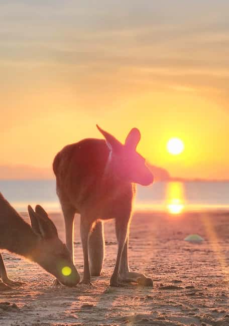 image n.13 of Sunrise with the Kangaroos & Wallabies - Airlie Beach activity in Mackay, uploaded by supplier