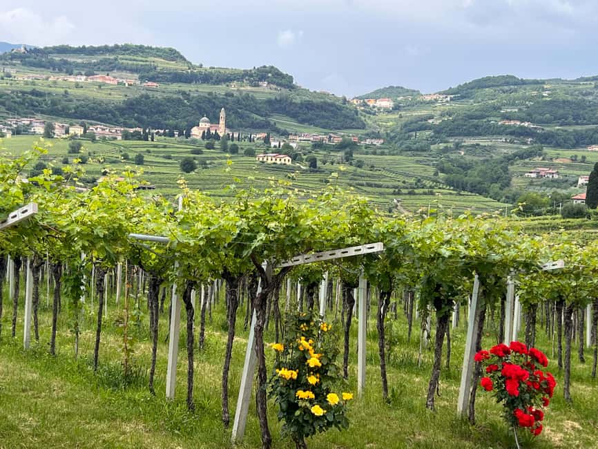 Immagine nº 10 di Il tour completo dell'Amarone: 2 cantine, pranzo e approfondimento sull'Amarone attività a Verona, caricata dal fornitore