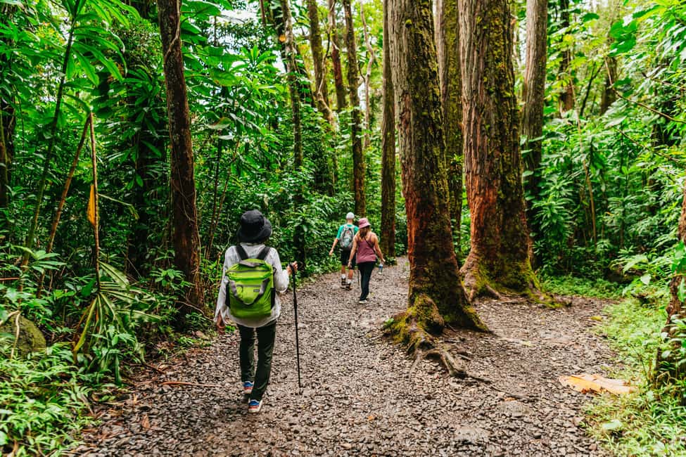 Immagine nº 9 di Oahu: Escursione alla cascata Manoa Falls con pranzo e trasferimenti attività a Honolulu, caricata dal fornitore